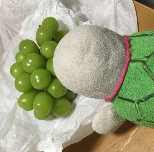 シャインマスカットをもらったきがめ
