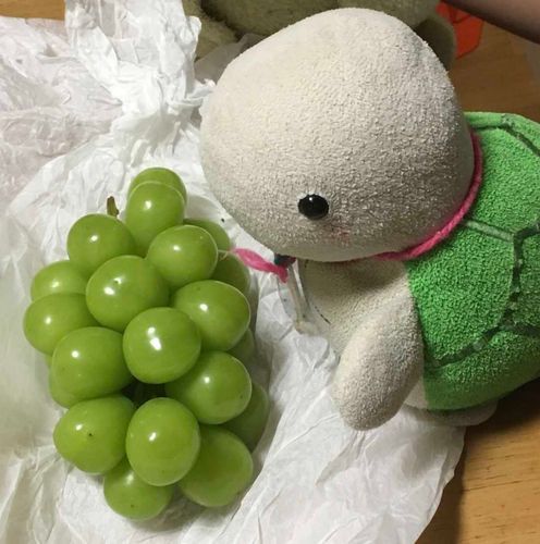 「きがめの甲羅と同じ色だっきな！」

きがめの語尾は「き」です🐢
