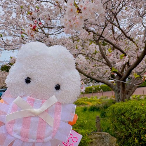 ごせんぞさまも おはなみ🌸