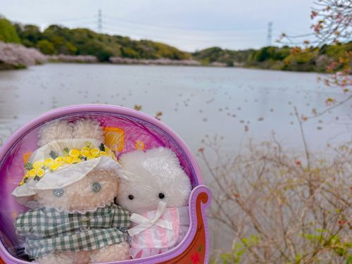 おおきなおいけも みてきたよ！
さくらふぶき とってもきれいだったの🌸✨️