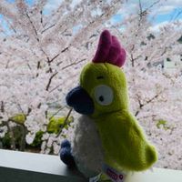 ﾊﾗﾍﾟ