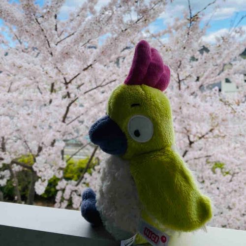 本名はハラペーニョ
気まぐれに生きてるﾍﾟ‪🦜‬