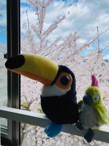 友達のジョロキアと花をみたﾍﾟ
食べても美味しくないのが残念ﾍﾟ