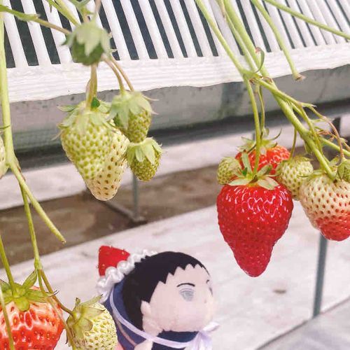  いちご狩りに行ってきたぜ！
