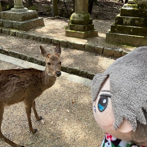 じっ………🦌