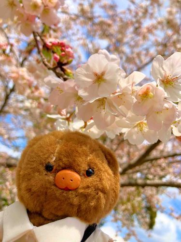 サクラさん満開ぬん！🌸*･