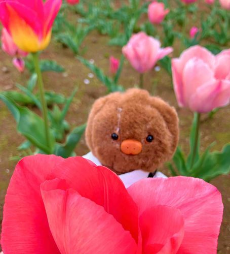 親指ぽっけ姫ぬん👸🌷