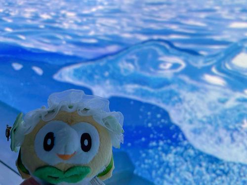 もふぅ🌊
