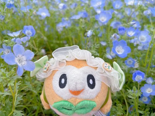 もふぅ🩵
