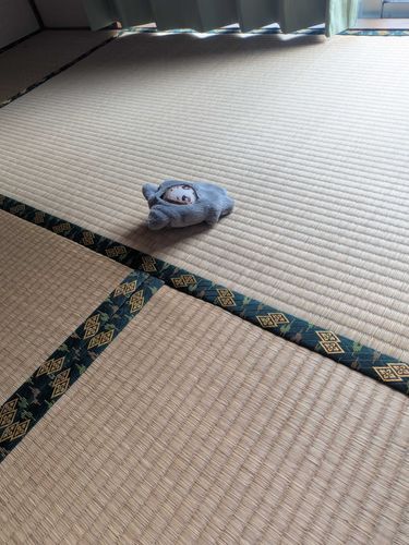 ひので:たたみ　まんきつちゅう…
じつは　つくりて　の　いえの　ひと　の　つごう　で　このあと　いた　はられちゃう　だって
なら　いまのうち　たのしむ　だけだ　