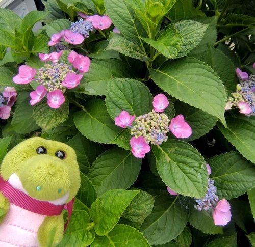 わに、紫陽花だよ