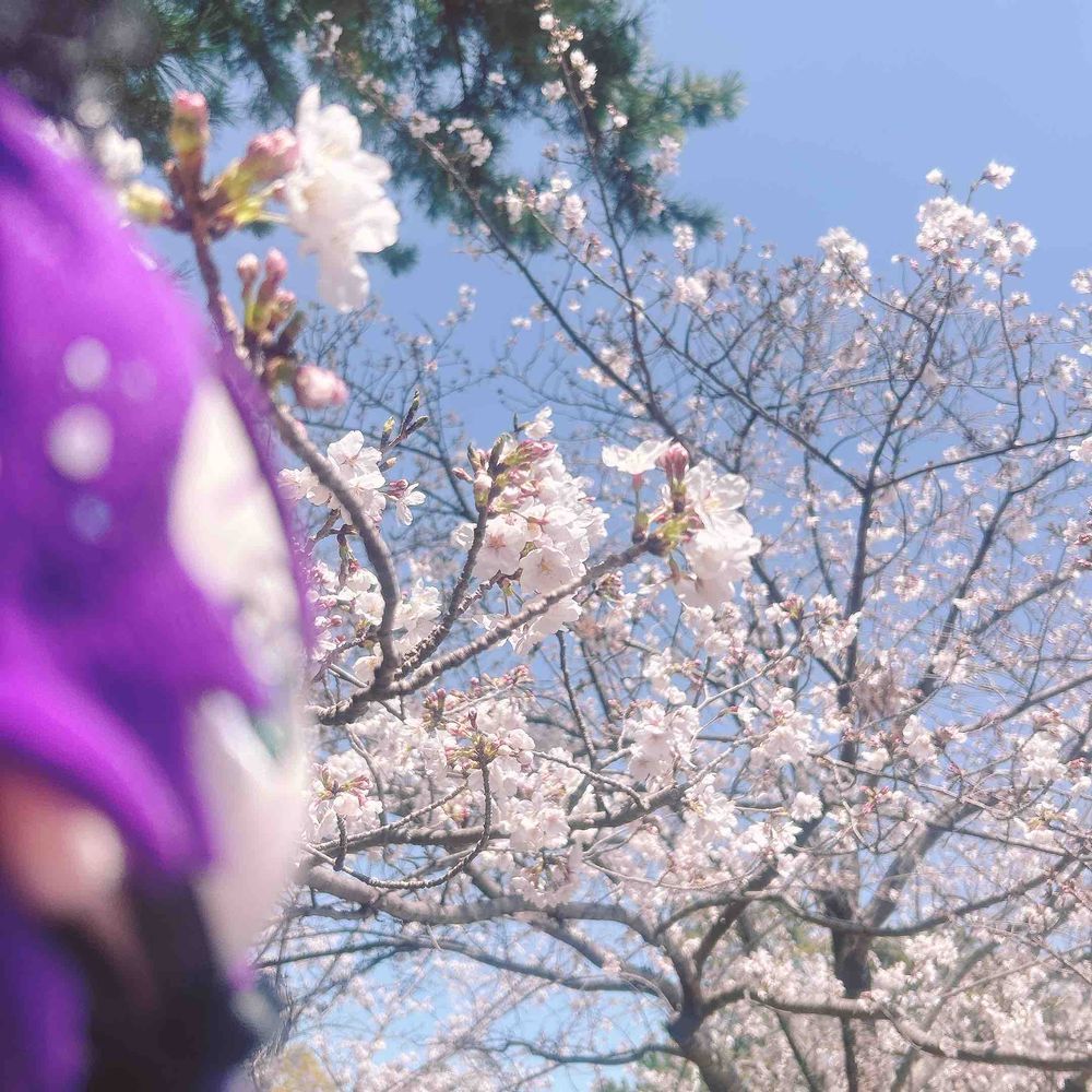 さくら　らしい