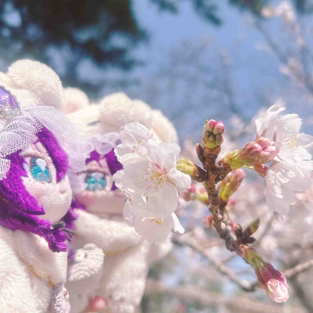 さくら　らしい