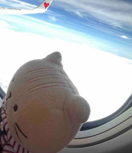 快適な空の旅✈️