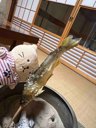 思わず飛びつきそうになっちゃいました🐟🐟🐟