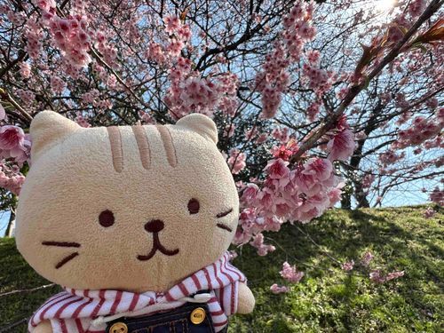四国はもう春です🌸