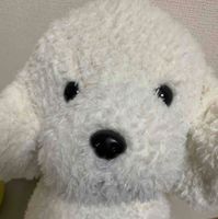いぬ