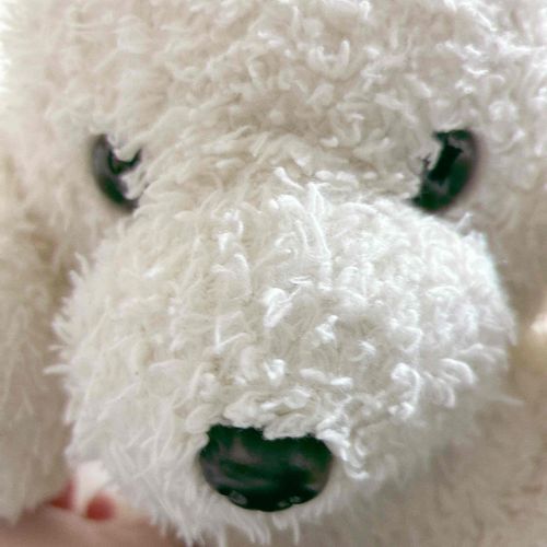 飼い主が盛れるアプリで撮ってくれました。ぼくは結構ボロボロになってきてるので、ごまかしが必要です。