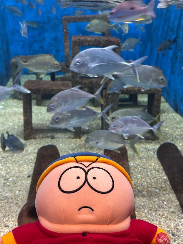 初めての魚に困っている