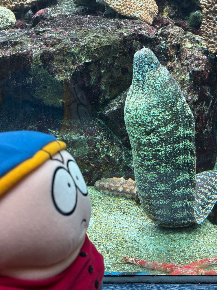 初めての魚に困っている