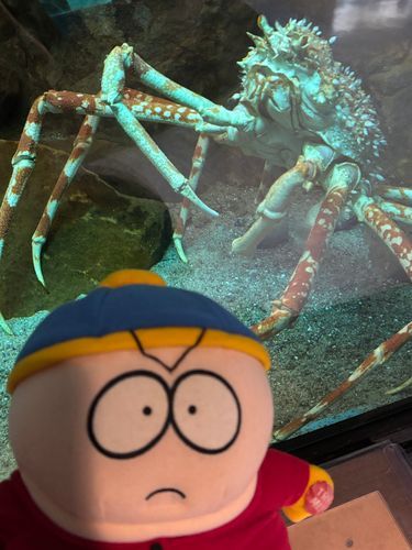 初めての魚に困っている
