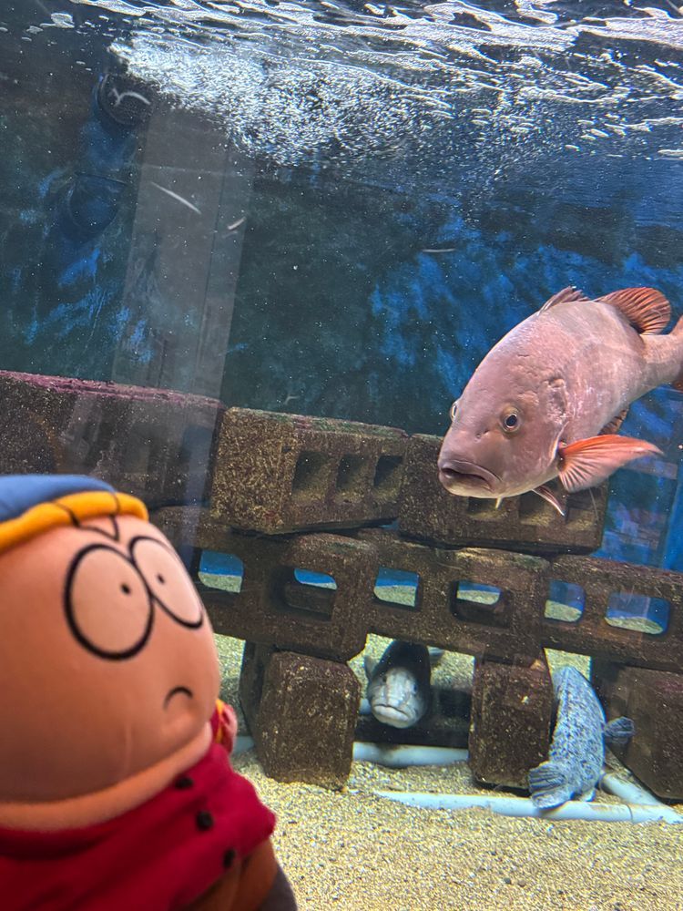 初めての魚に困っている