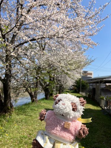 ゆりちゃん「桜並木をお散歩したよ」