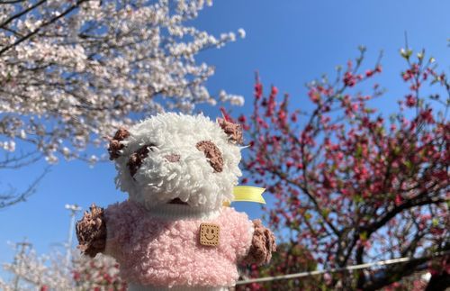 ゆりちゃん「ソメイヨシノの並木になぜか1本だけ紅桜が……目立ってキレイ！紅白でめでたい！！」