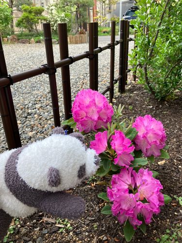 昨年パパさんが植えたシャクナゲがキレイに花を咲かせたよ！
来年はもう少し背が伸びてもっとたくさん花をつけるといいなぁ〜
