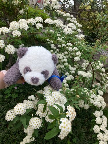 庭の小手毬もキレイに花をつけたよ！
ゆりちゃんのお尻がたくさん並んでいるみたいで可愛い💕