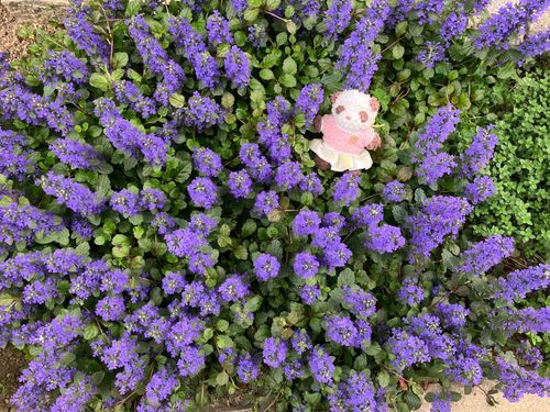 紫色のお花の中にたたずむゆりちゃん
春を満喫中
