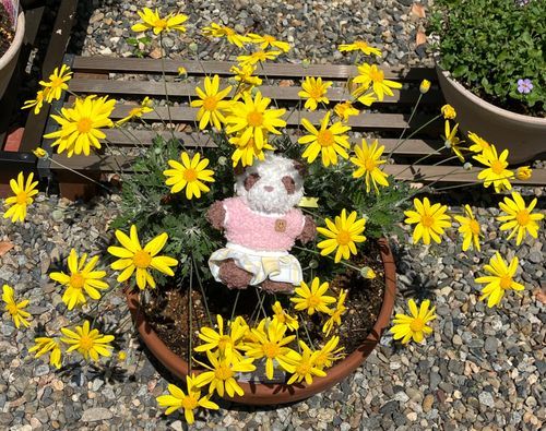線香花火みたいに咲くデイジー
花があちこち飛び散ってるみたいに咲くの
本物の線香花火と違って熱くないから中に入れる〜