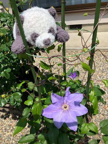 昨年もうダメかもと思いつつも見守っていたクレマチスの花が咲いたよ💕
元気にどんどんツルを伸ばして、もっとたくさん花が咲いてくれるといいなぁ