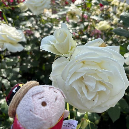 ﾝﾃより大きいバラだよ。