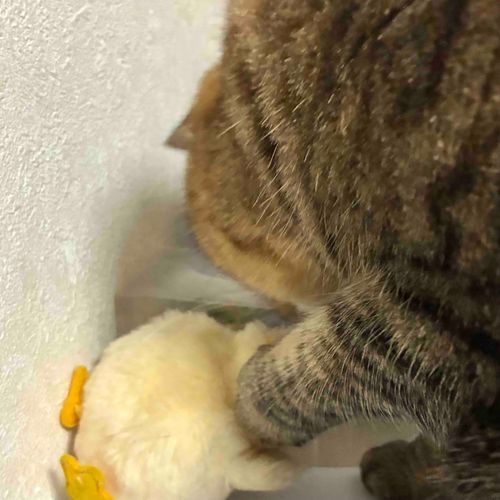 けものに襲われているね