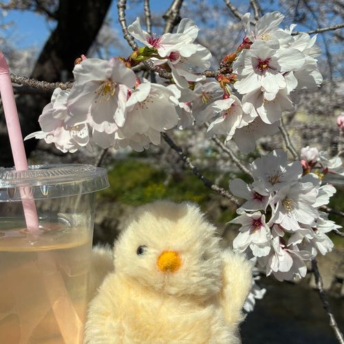 お花見を満喫したね