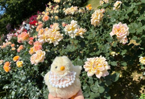 かわいい薔薇だね