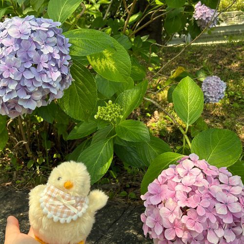 紫・ぴよさん・ピンクだね