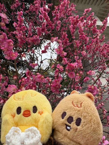 梅がきれいに咲いてたよ