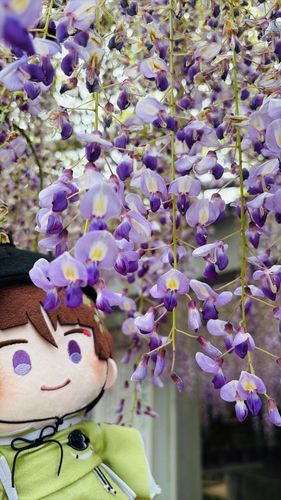 藤きれいだったね