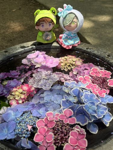 あじさい見てきたよ💠
