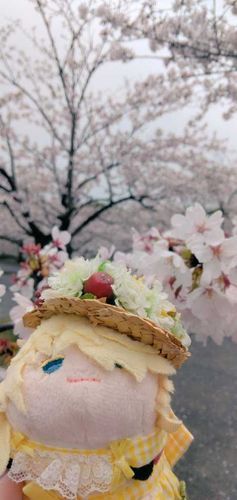 花曇りで更にきれいだったね、もちのりさん