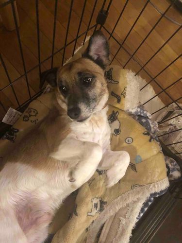 見て!私の飼っている犬!