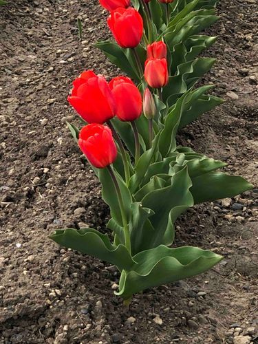 みんな好きな花ある？
私はチューリップだよ！