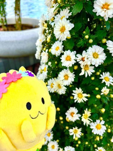きれいにさいたね🌼