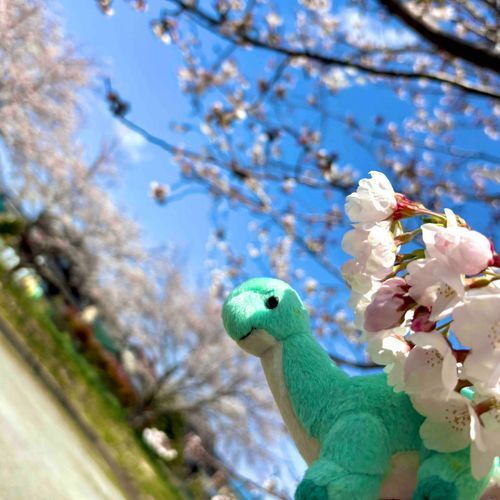 まんかい🦕