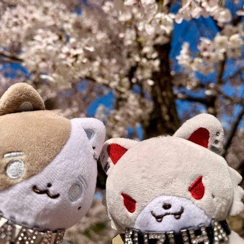 今年のお花見🌸