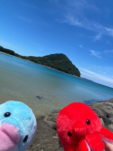 萩市の菊ヶ浜
海は我々の故郷🐬🐙