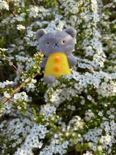 はじめまして
こぐまです
お花のベッドきもちいいな