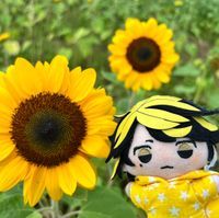 とらぴ